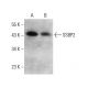 SSBP2 Antibody (D-3) - Western Blotting - Image 376305 