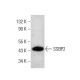 SSBP2 Antibody (D-3) - Western Blotting - Image 384344