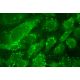 SSEA-4 Antibody (813-70) - Immunofluorescence - Image 391781 