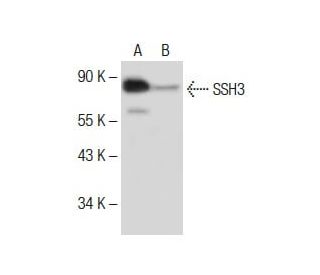 SSH3 Antibody (B-7) - Western Blotting - Image 285426 