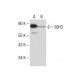 SSH3 Antibody (B-7) - Western Blotting - Image 285426 