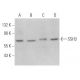SSH3 Antibody (B-7) - Western Blotting - Image 365930