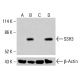 SSH3 Antibody (B-7) - Western Blotting - Image 414998 