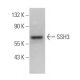 SSH3 Antibody (G-2) - Western Blotting - Image 365929