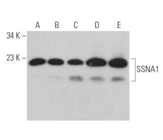 SSNA1 Antibody (C-5) - Western Blotting - Image 370061 