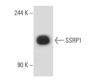 SSRP1 Antibody (10D7) - Western Blotting - Image 55075 