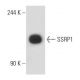 SSRP1 Antibody (10D7) - Western Blotting - Image 55075 