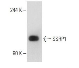 SSRP1 Antibody (3E4) - Western Blotting - Image 55073 