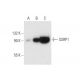 SSRP1 Antibody (3E4) - Western Blotting - Image 63099