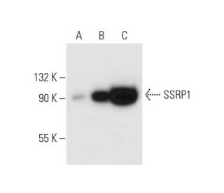 SSRP1 Antibody (3E4) - Western Blotting - Image 63099Each CRISPR/Cas9 Knockout (KO) Plasmid product consists of a pool of 3 plasmids designed to ensure identification and cleavage of a specific gene for maximum knockout efficiency. Each plasmid encodes a unique 20 nt sequence derived from the GeCKO (v2) library.