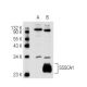 SSSCA1 Antibody (NB-C27) - Western Blotting - Image 82525 