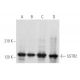 western blotting image from recommended SSTR2 (A-8) monoclonal antibody replacement. Image 355567