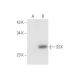 SSX Antibody (C-9) - Western Blotting - Image 56386 
