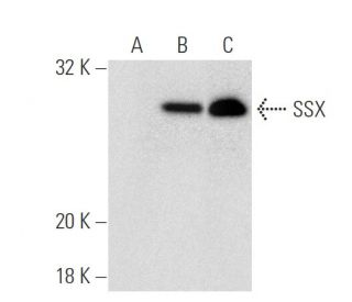 SSX Antibody (C-9) - Western Blotting - Image 137038 