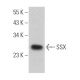 SSX Antibody (C-9) - Western Blotting - Image 365498