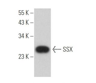 SSX Antibody (C-7) - Western Blotting - Image 365493 