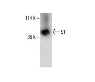 ST Antibody (H-8) - Western Blotting - Image 394295