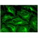 ST8Sia II Antibody (B-12) - Immunofluorescence - Image 298958 