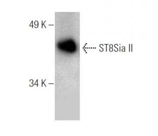ST8Sia II Antibody (B-12) - Western Blotting - Image 286915 