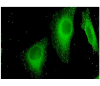 Stabilin-1 Antibody (4G9) - Immunofluorescence - Image 346143 