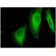 Stabilin-1 Antibody (4G9) - Immunofluorescence - Image 346143 