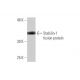 Stabilin-1 Antibody (4G9) - Western Blotting - Image 349534 