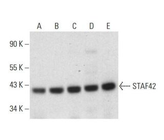 STAF42 Antibody (B-11) - Western Blotting - Image 308408 