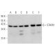 STAF42 Antibody (B-11) - Western Blotting - Image 374845 
