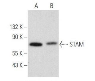 STAM Antibody (B-2) - Western Blotting - Image 358016 