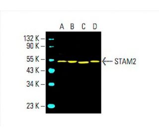 STAM2 Antibody (F-11) - Western Blotting - Image 394224 