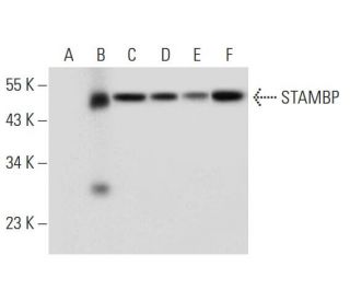 STAMBP Antibody (C-1) - Western Blotting - Image 304981 