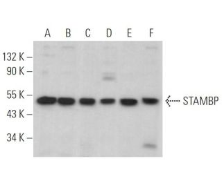 STAMBP Antibody (F-1) - Western Blotting - Image 362223 