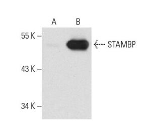 STAMBP Antibody (H-3) - Western Blotting - Image 127221 