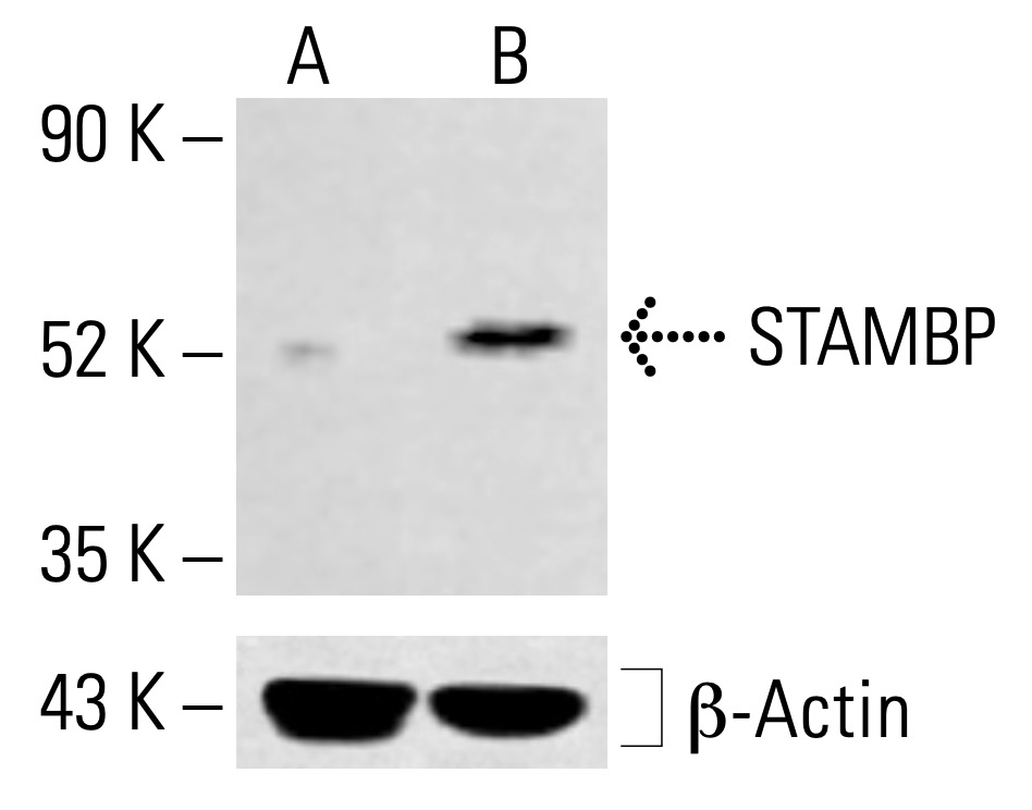 STAMBP Antibody (H-3) | SCBT - Santa Cruz Biotechnology