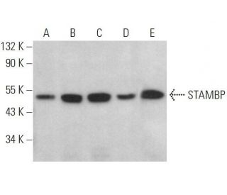 STAMBP Antibody (H-4) - Western Blotting - Image 359111 