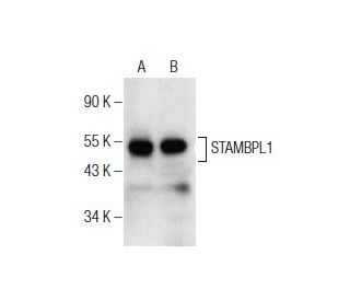 STAMBPL1 Antibody (C-11) - Western Blotting - Image 156215 