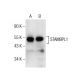 STAMBPL1 Antibody (C-11) - Western Blotting - Image 156215 