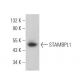 STAMBPL1 Antibody (C-11) - Western Blotting - Image 368697 