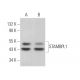 STAMBPL1 Antibody (C-11) - Western Blotting - Image 368742