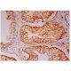 STAP-2 Antibody (E-4) - Immunohistochemistry - Image 302564 