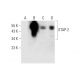 STAP-2 Antibody (E-4) - Western Blotting - Image 290908 