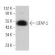 STAP-2 Antibody (E-4) - Western Blotting - Image 371113