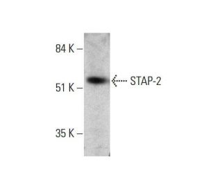STAP-2 Antibody (H-10) - Western Blotting - Image 351852 