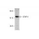 STAP-2 Antibody (H-10) - Western Blotting - Image 351852 