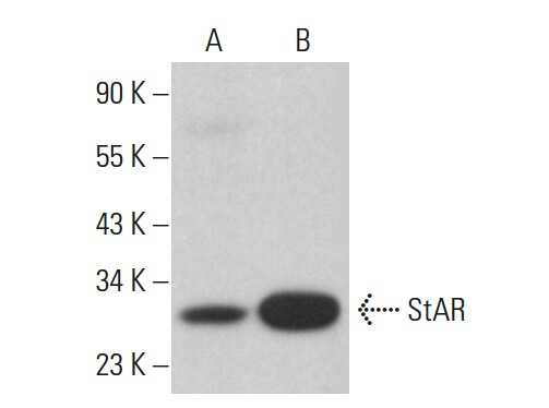 star-antibody-fl-285-western-