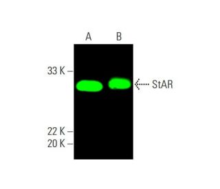 StAR Antibody (D-2) - Western Blotting - Image 387677