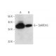 StARD10 Antibody (F-10) - Western Blotting - Image 326520 