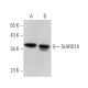 StARD10 Antibody (F-10) - Western Blotting - Image 371639