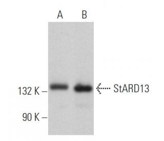 western blotting image from recommended StARD13 (H-10) monoclonal antibody replacement. Image 365165