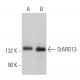 western blotting image from recommended StARD13 (H-10) monoclonal antibody replacement. Image 365165